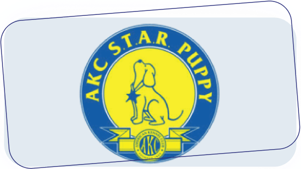 AKC STAR Puppy