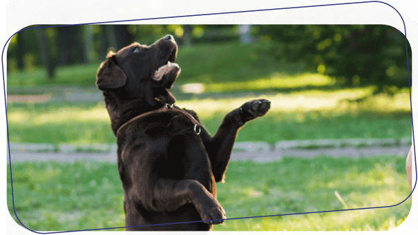 Level 2 Intermediate Obedience